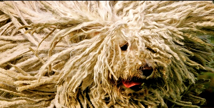 20 Datos curiosos de los perros