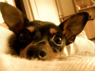 Pinscher Miniatura