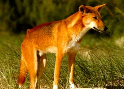 Dingo, el perro salvaje australiano