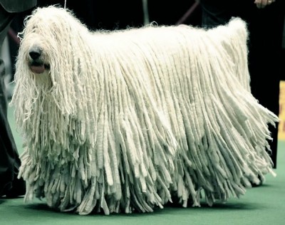 Komondor