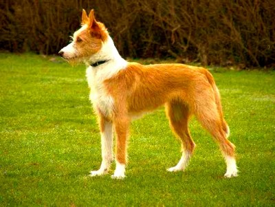 Podenco Portugués Mediano