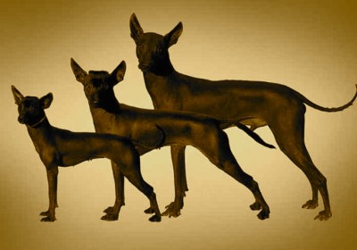 Perro sin Pelo Mexicano, el Xoloitzcuintle