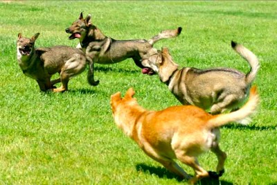 Dingo americano o Carolina Dog